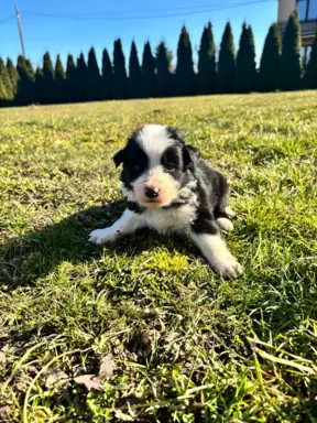 Szczeniaczki border collie do odbioru 6