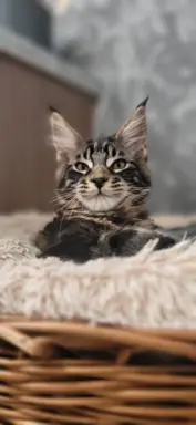 Kocurek Maine Coon, rodowód FPL/Fife 6