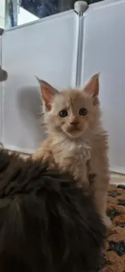 Kocur Maine Coon FPL FIFE 1
