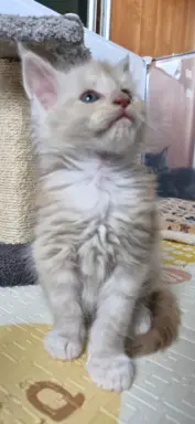 Kocur Maine Coon FPL FIFE 3