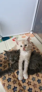 Kocur Maine Coon FPL FIFE 4