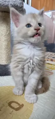 Kocur Maine Coon FPL FIFE 5