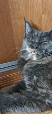 Kocur Maine Coon FPL FIFE 8