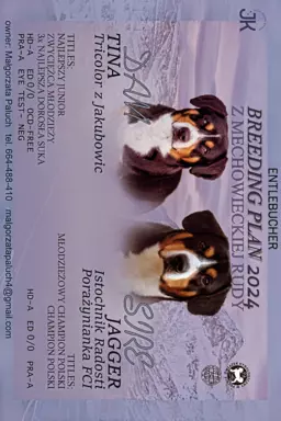 Entlebucher szczenięta 9