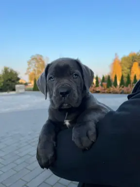 Cane Corso szczeniaki maści błękitnej ur. 06.09.2024 9