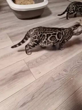 kocurek bengalski Silver już pp kastracji 1