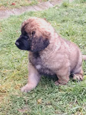 Leonberger szczeniaki 2