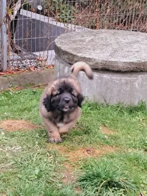 Leonberger szczeniaki 3