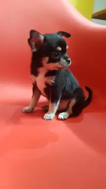 Piesek chihuahua Tricolor 2