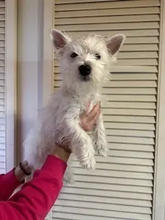 Piękne suczki West highland white terrier 1