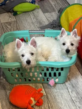 Piękne suczki West highland white terrier 3