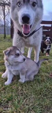 Siberian Husky suka 4