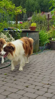 Reproduktor czekoladowy border collie 4