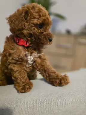 Pudel toy chlopiec 5