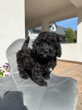 Cockapoo - pudel miniaturowy 1