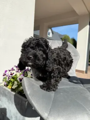 Cockapoo - pudel miniaturowy 2