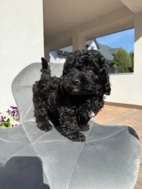 Cockapoo - pudel miniaturowy 3