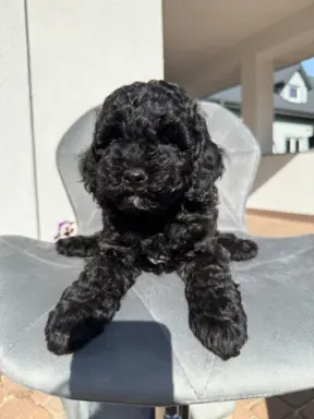 Cockapoo - pudel miniaturowy 5