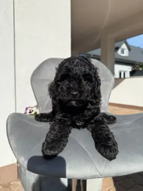 Cockapoo - pudel miniaturowy 7