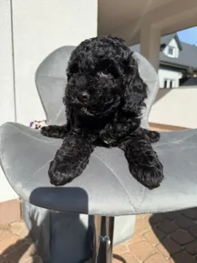 Cockapoo - pudel miniaturowy 8