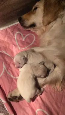 New litter 5