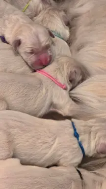 New litter 7