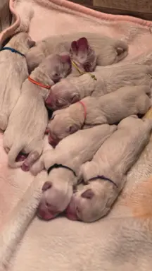 New litter 8