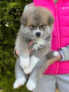 Akita Inu akita japońska szczenięta zkwp 8