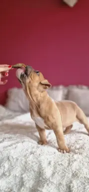 American Bully Pocket suczka 2