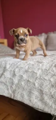 American Bully Pocket suczka 3