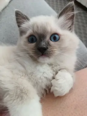 Kocięta Ragdoll FPL/FiFE 4