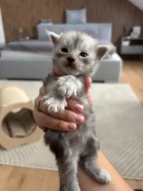 Piękne kocięta Maine Coon po przebadanych rodzicach 2