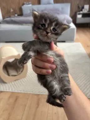 Piękne kocięta Maine Coon po przebadanych rodzicach 3
