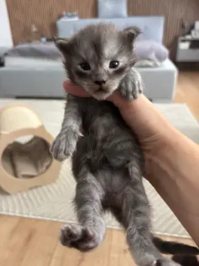 Piękne kocięta Maine Coon po przebadanych rodzicach 5