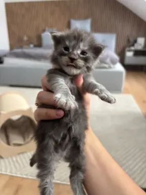Piękne kocięta Maine Coon po przebadanych rodzicach 6