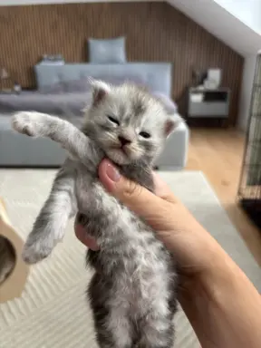 Piękne kocięta Maine Coon po przebadanych rodzicach 4