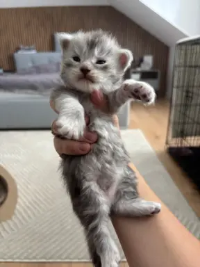 Piękne kocięta Maine Coon po przebadanych rodzicach 1