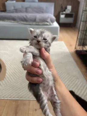 Piękne kocięta Maine Coon po przebadanych rodzicach 7