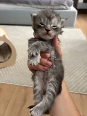 Piękne kocięta Maine Coon po przebadanych rodzicach 9