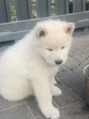 Alaskan Malamute 2