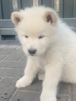 Alaskan Malamute 3