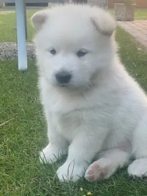 Alaskan Malamute 1