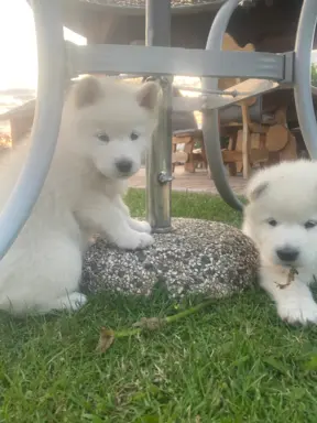 Alaskan Malamute 4