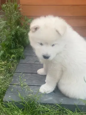 Alaskan Malamute 5