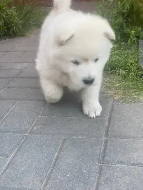 Alaskan Malamute 6