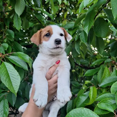 Szczeniak - Jack Russell Terrier 5