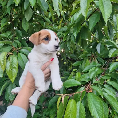 Szczeniak - Jack Russell Terrier 1