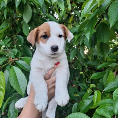 Szczeniak - Jack Russell Terrier 6