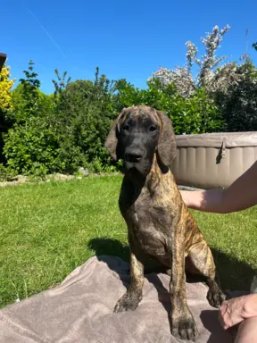 Dog niemiecki szczenięta 4