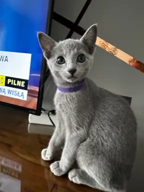 Kocięta Rosyjskie niebieskie 1